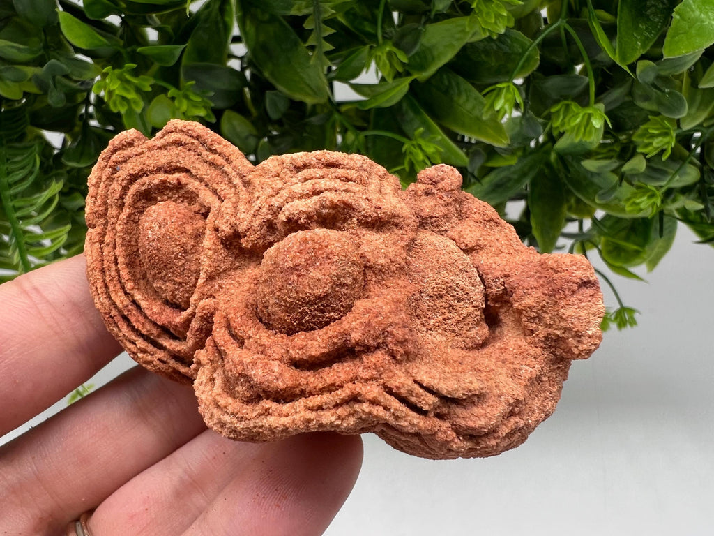 Moroccan Stromatolite Fossil Specimen: Raw Algae for Grounding