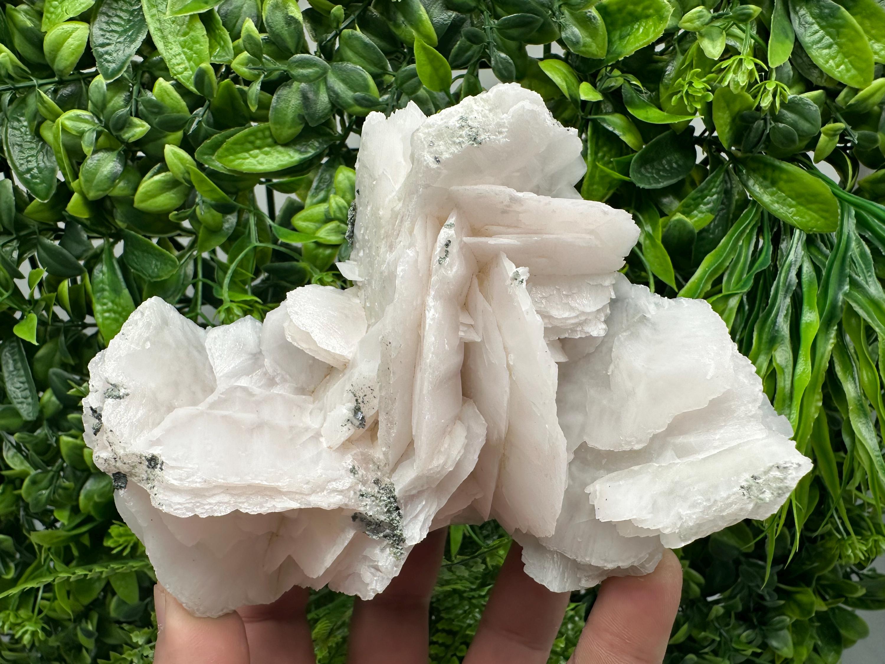 Mangano Calcite Wings on Chlorite Matrix, Bulgarian Mineral Specimen
