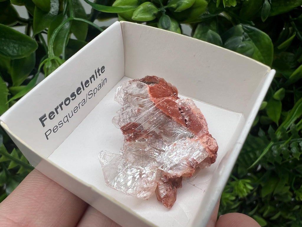 Rare Ferroselenite Specimen: La Pesquera, Spain Mineral Crystal (3.3/3 cm)