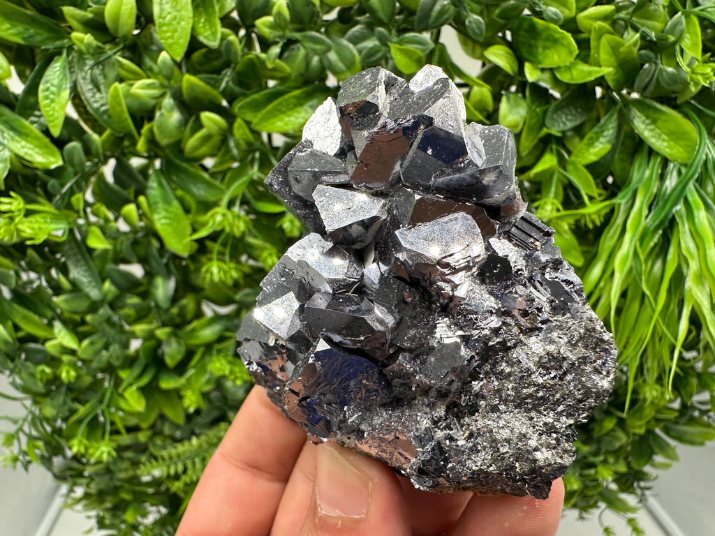 Rare Galena Cubes, Extra Mirror, Marzyan Mine, Bulgaria