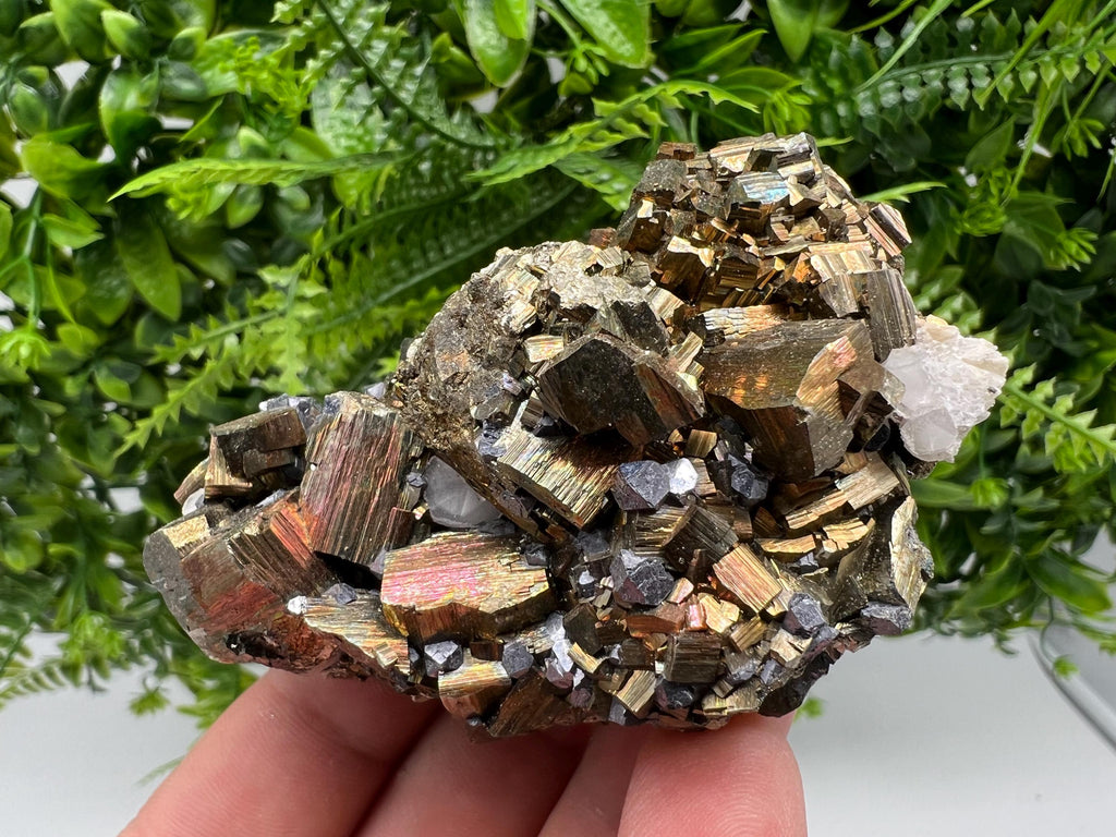 Galena on Pyrite Specimen: Borieva Mine, Bulgaria