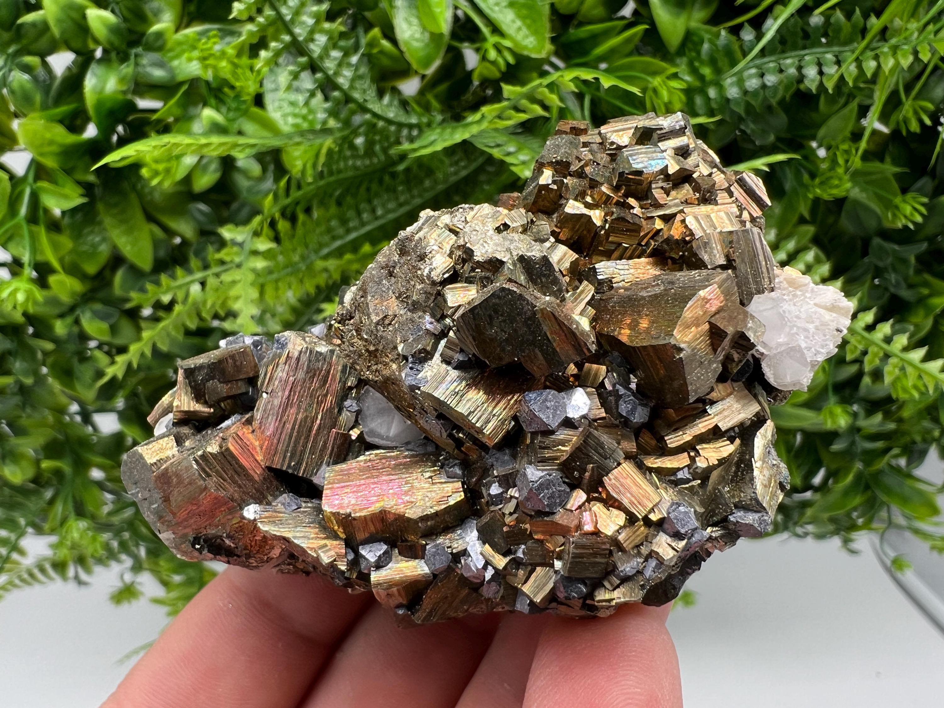 Galena on Pyrite Specimen: Borieva Mine, Bulgaria