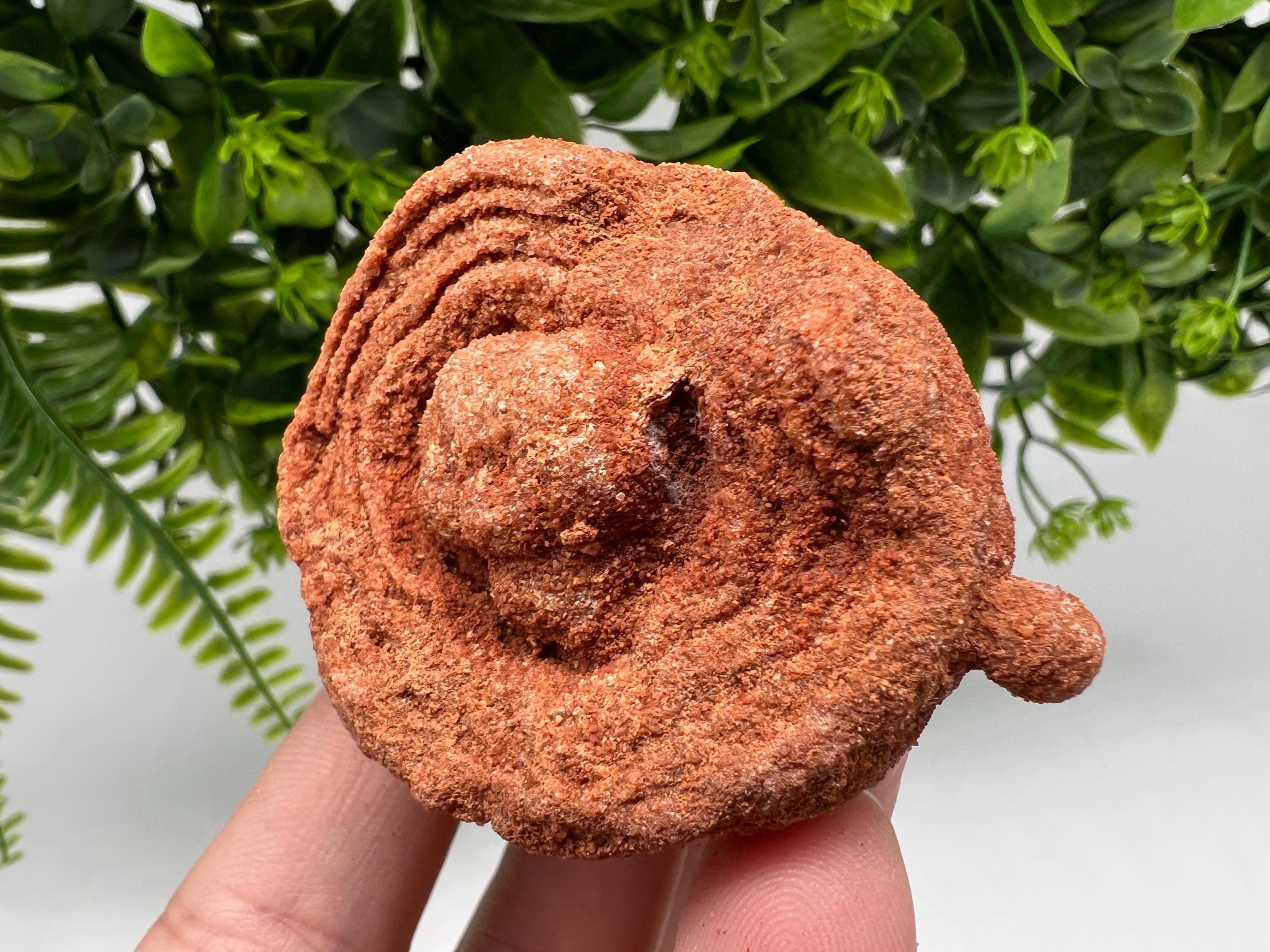 Raw Moroccan Stromatolite Fossil Specimen, Grounding Algae