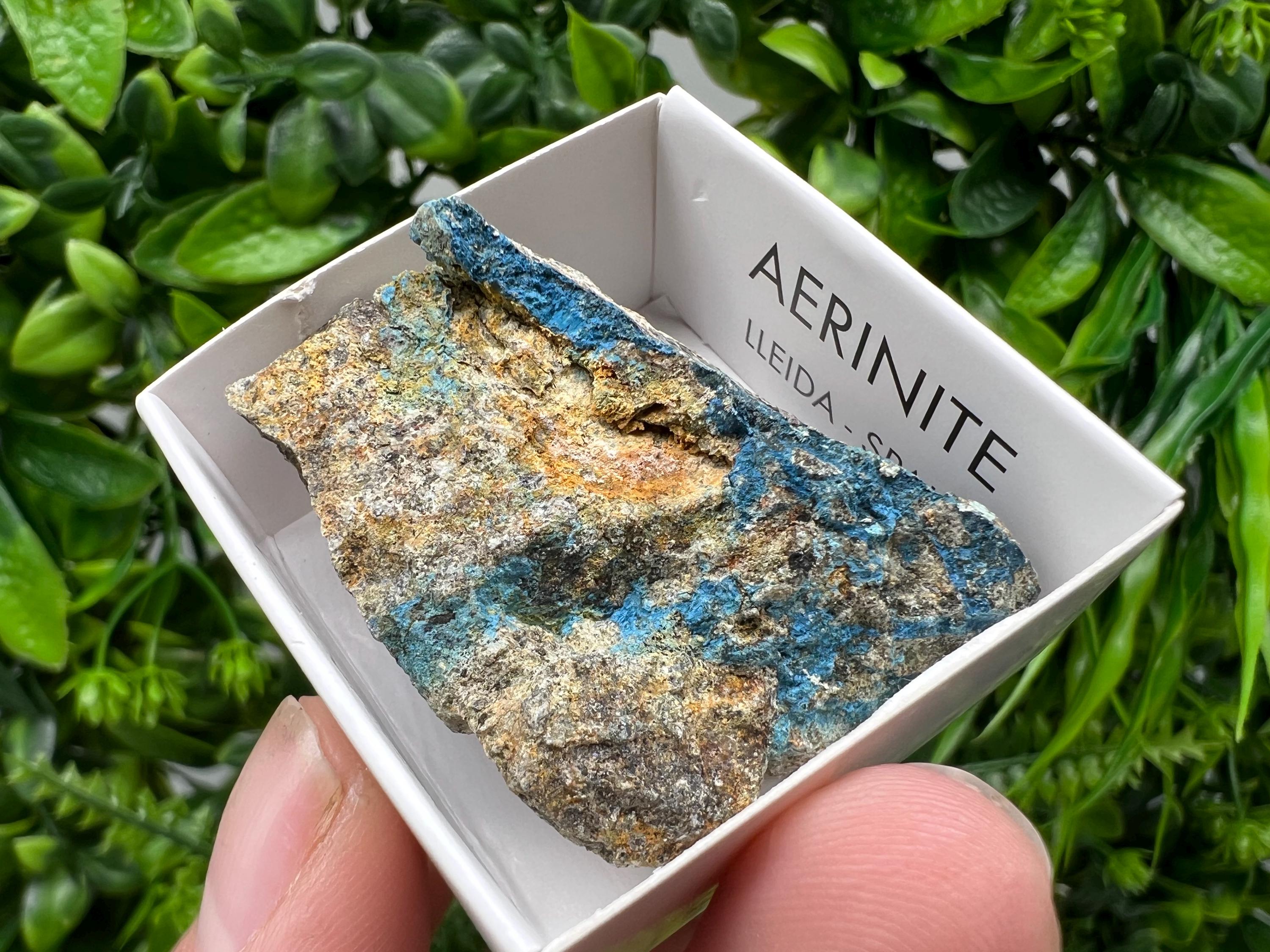Rare Raw Aerinite Mineral Specimen: Lleida, Spain Crystal (4/3.5 CM)