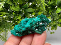 Green Dioptase Crystal Cluster: Sanda Hills, Congo