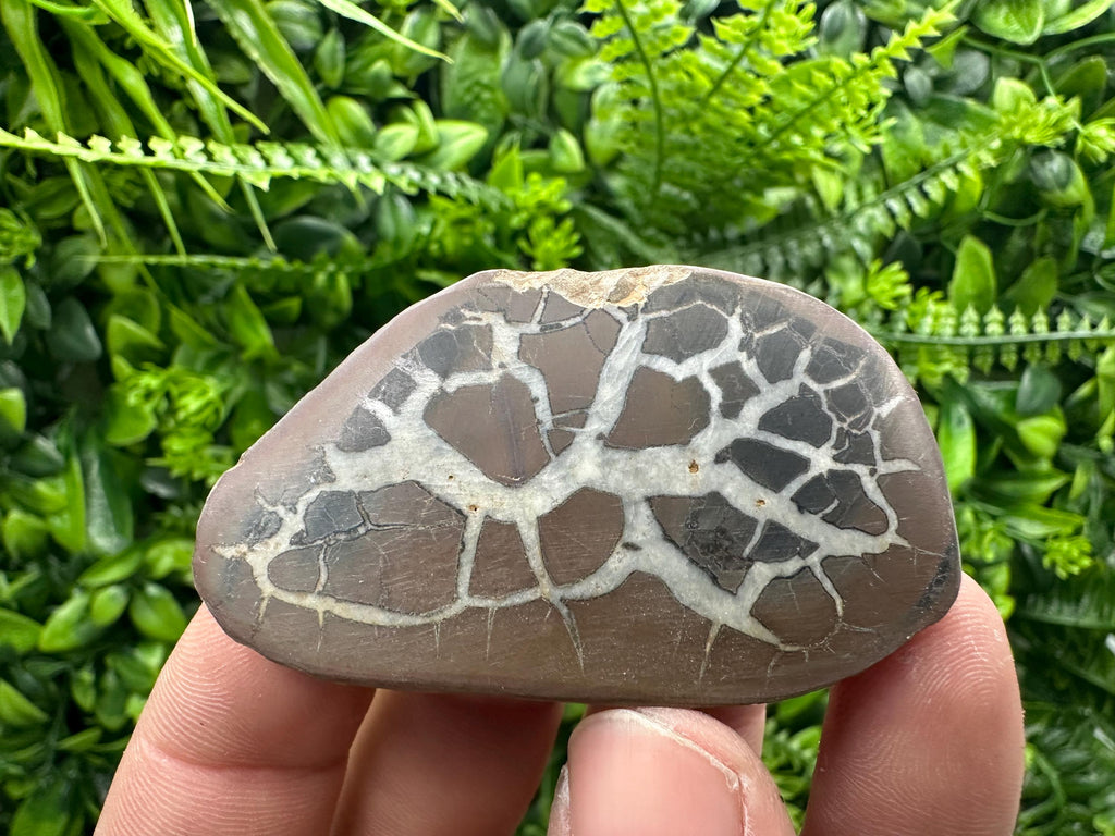 Septarian Nodule Geode Pair: Dragonstone Healing Stone (4/6.5 cm)