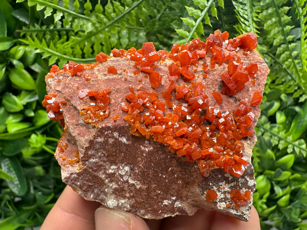 Red Vanadinite Crystal Cluster on Matrix, Morocco Specimen