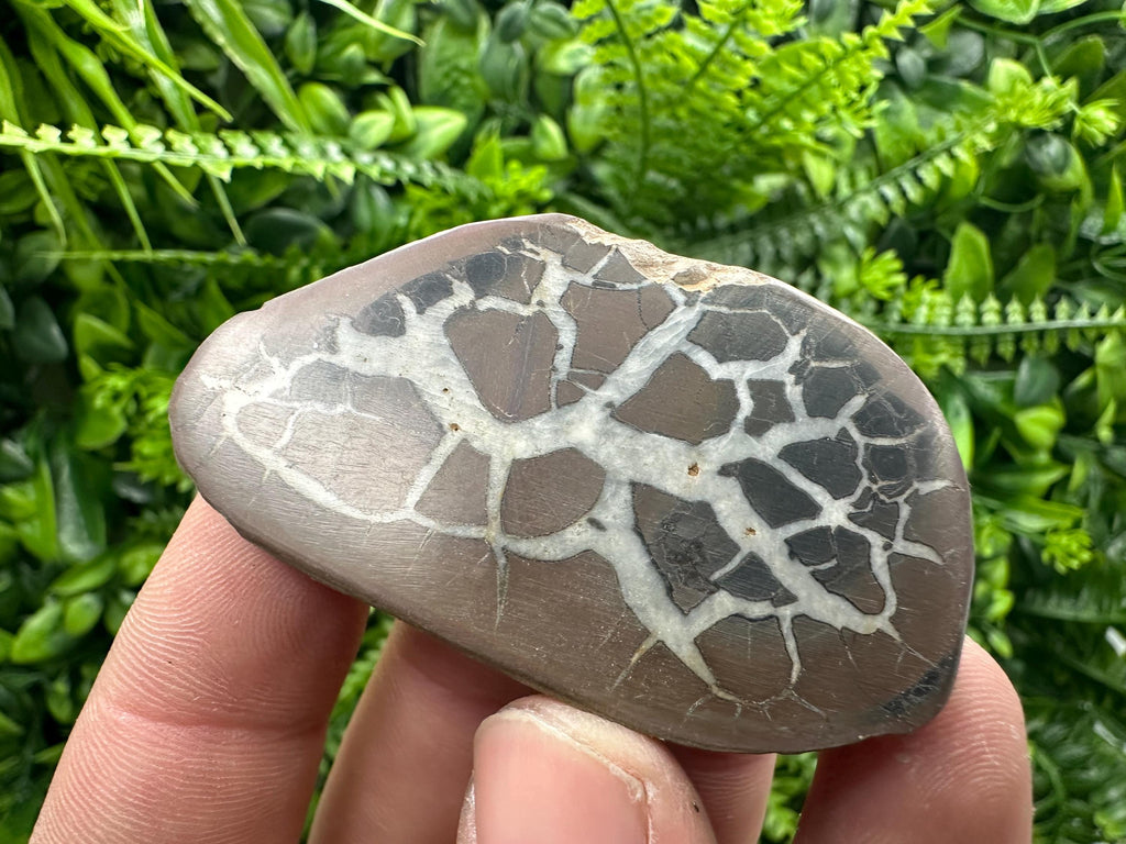 Septarian Nodule Geode Pair: Dragonstone Healing Stone (4/6.5 cm)