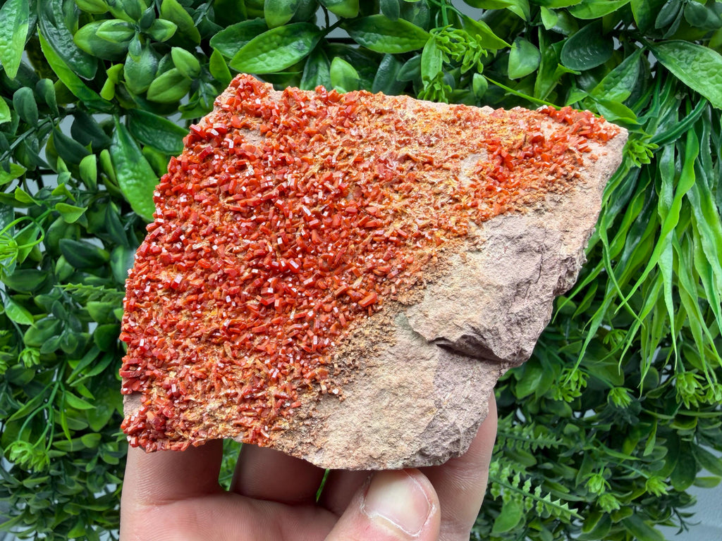 Red Vanadinite on Matrix from Marocco,crystal minerals Speciment cluster Vanadinite crystal Vanadinite Geology Vanadinite cluster minerals