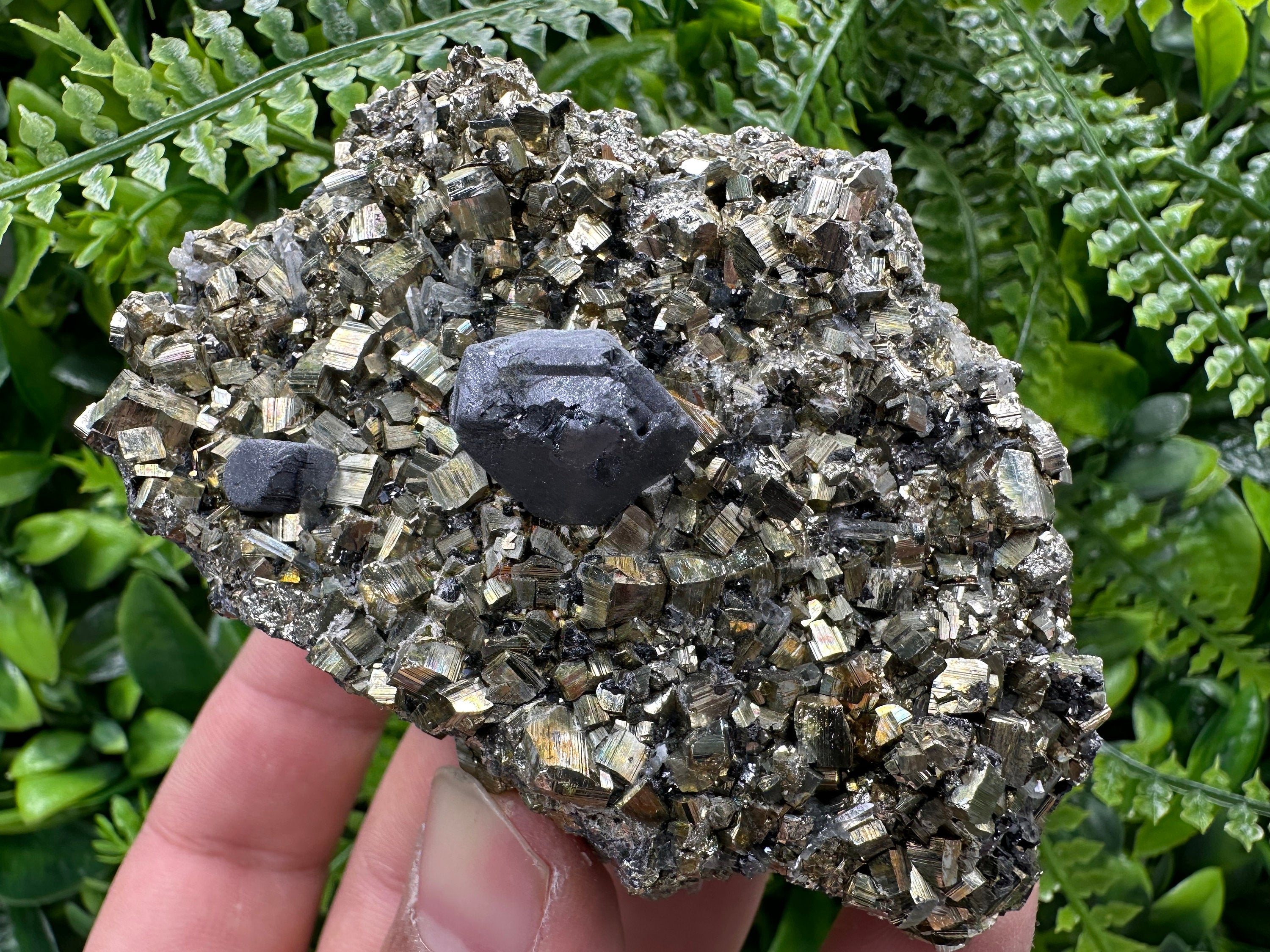 Galena on Pyrite Specimen: Borieva Bulgaria Mineral Collection