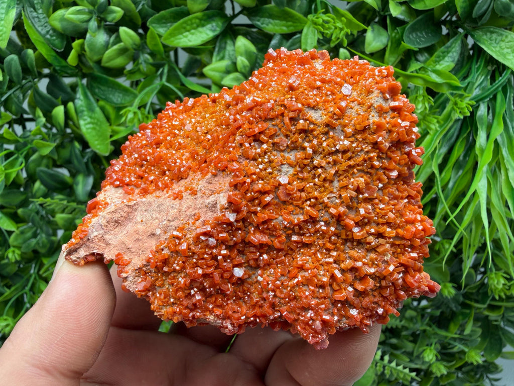 Red Vanadinite on Matrix from Marocco,crystal minerals Speciment cluster Vanadinite crystal Vanadinite Geology Vanadinite cluster minerals