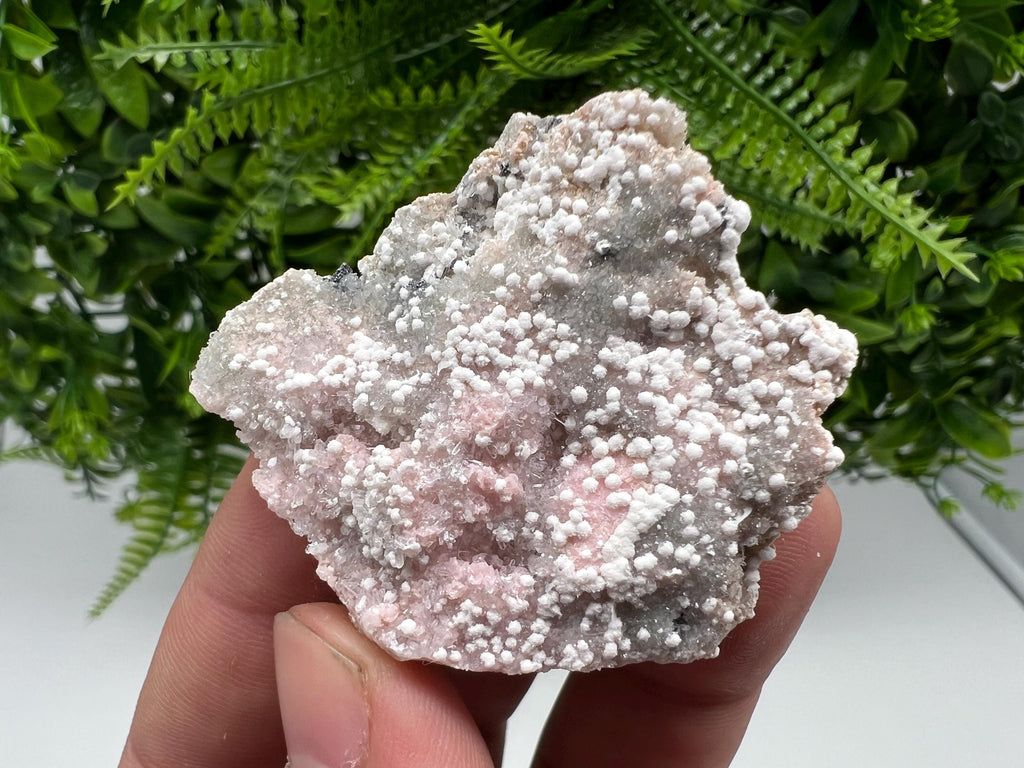 RARE Rhodochrosite with White Calcite, Starnica Mine, Bulgaria