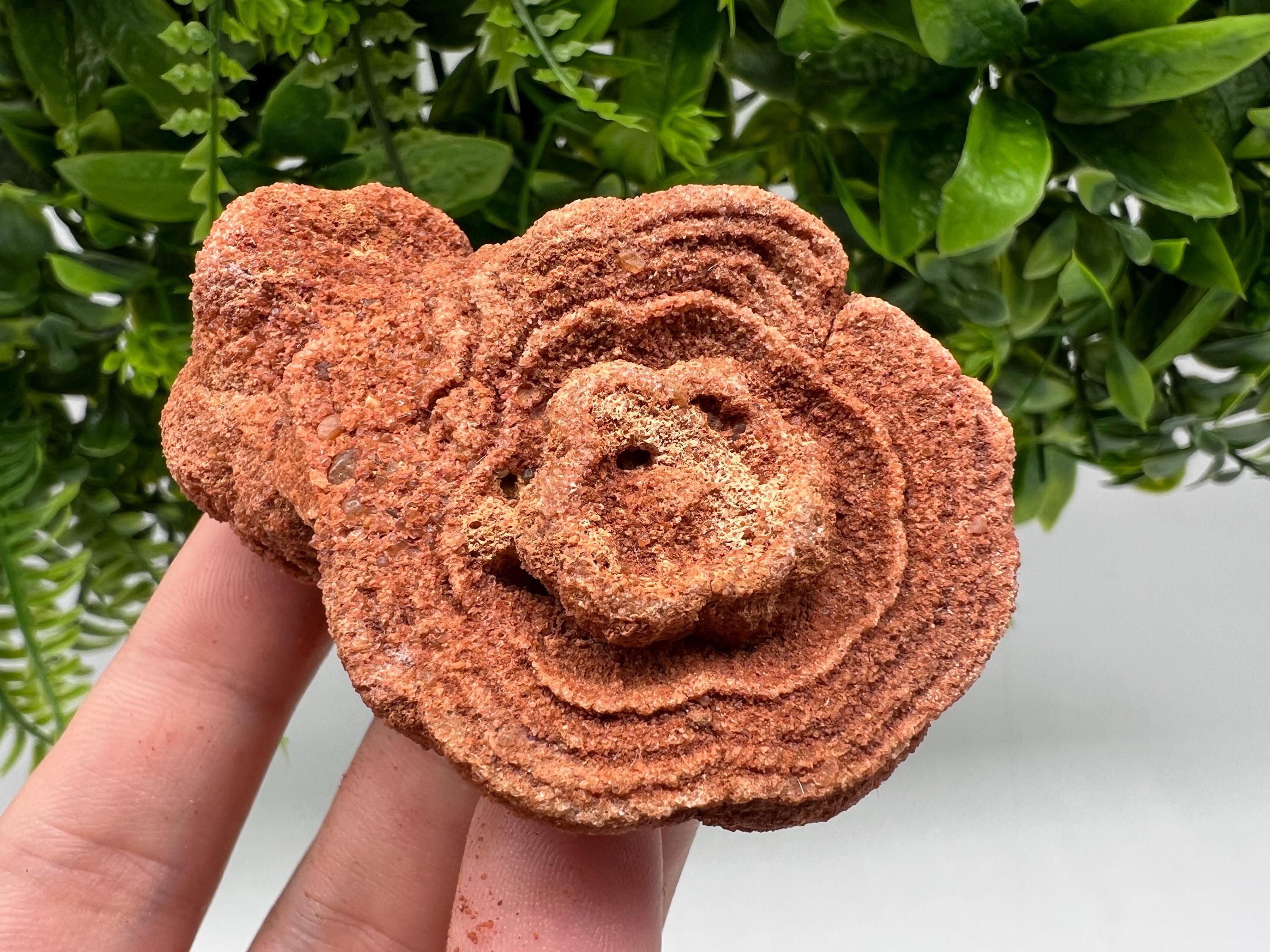 Moroccan Stromatolite Fossil Specimen: Raw Algae for Grounding