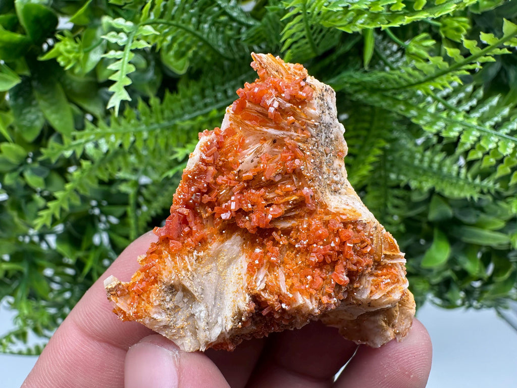 Red Vanadinite Crystal Cluster on Matrix, Morocco Mineral Specimen