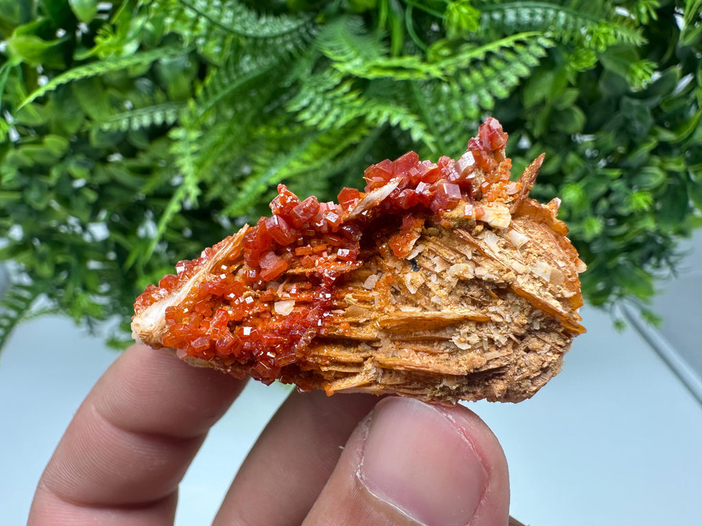 Red Vanadinite on Barite, Morocco Crystal Cluster