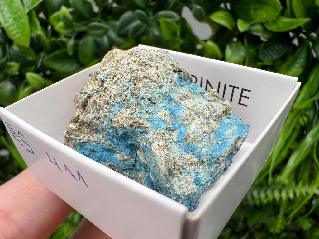 Rare Raw Aerinite Mineral Specimen: Collection Crystal from Lleida, Spain (3.5/3.5cm)