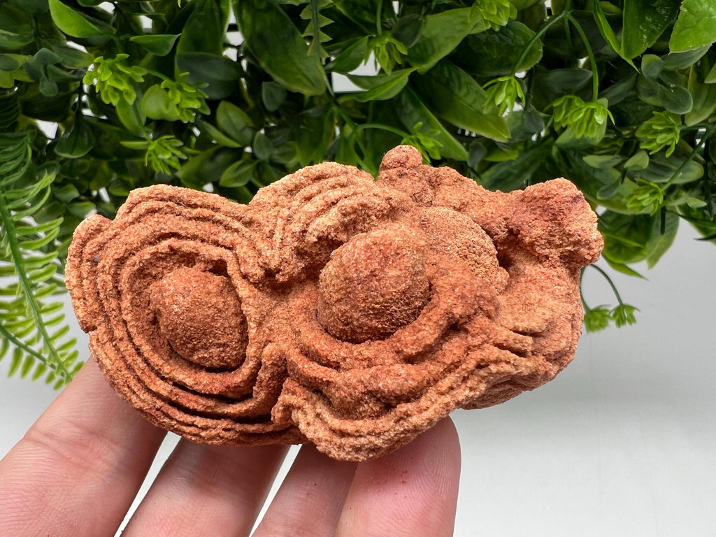 Moroccan Stromatolite Fossil Specimen: Raw Algae for Grounding