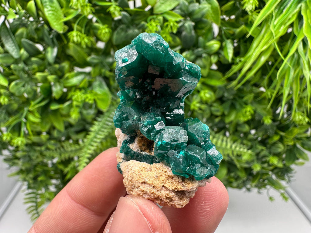 Stunning Green Dioptase from Sanda Hills,Mindouli,Pool Department,Mindouli District,Congo,green Dioptase,Dioptas Crystal,Dioptase collecting