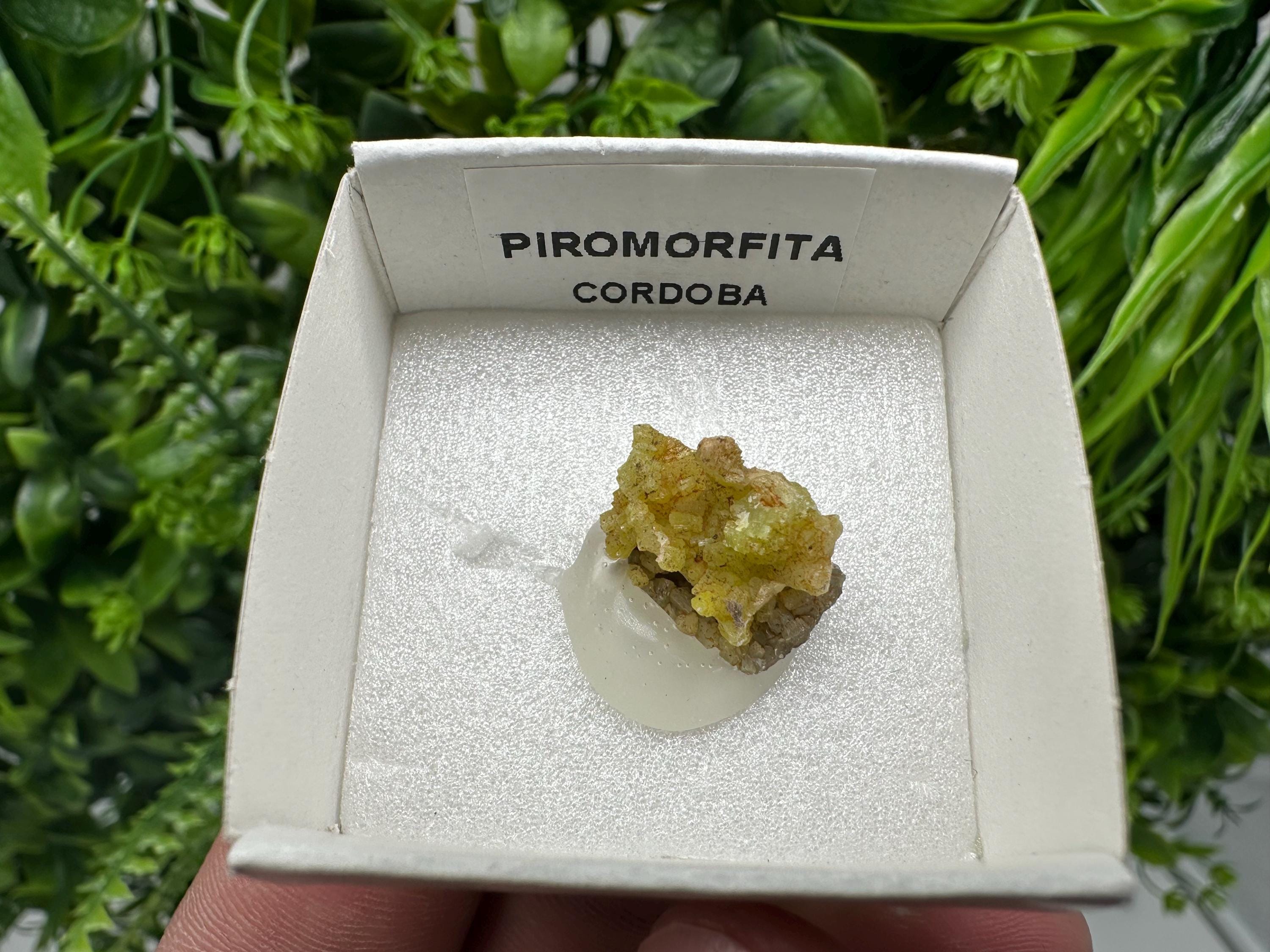 Raw Pyromorphite Crystal Cluster on Matrix, Mini Specimen