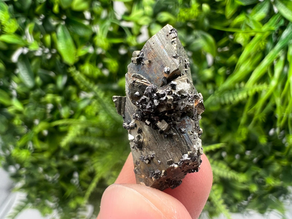 Mini Rainbow Pyrite Cluster: Borieva Mine, Bulgaria