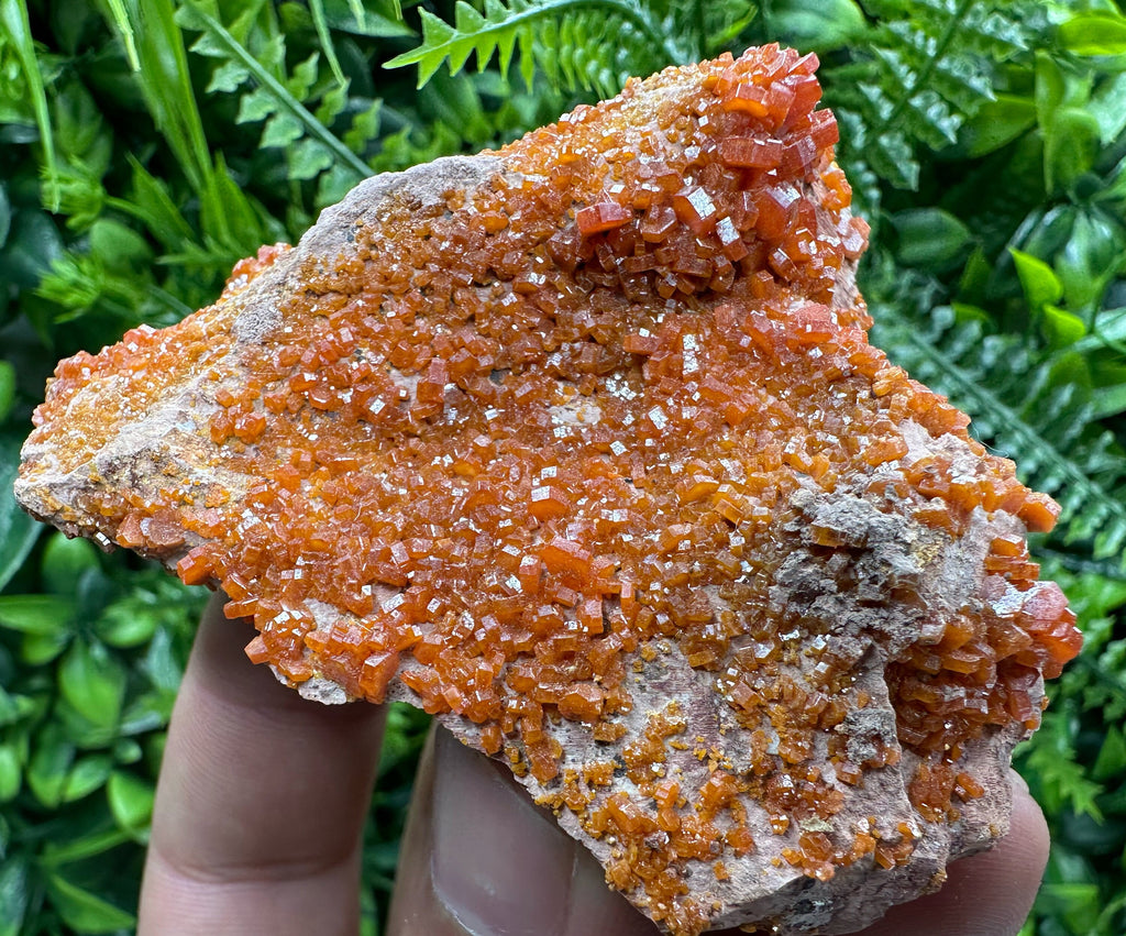 Red Vanadinite Crystal Cluster on Matrix, Morocco Mineral Specimen