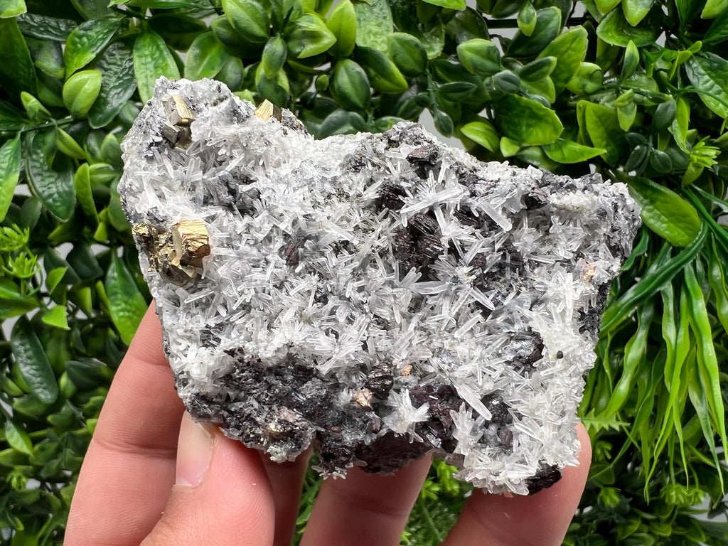 Rainbow Pyrite on Quartz with Oxide, Borieva Bulgaria