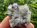 Galena on Green Quartz with Chlorite, Borieva Mine Mineral Specimen