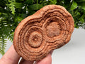 Raw Moroccan Stromatolite Fossil Specimen, Grounding Meditation Stone
