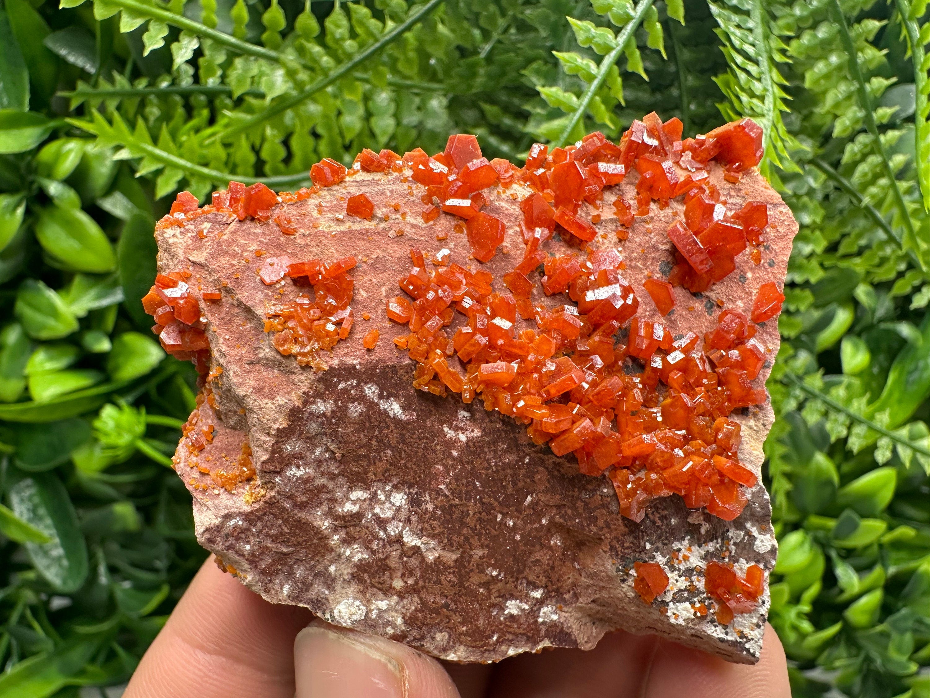 Red Vanadinite Crystal Cluster on Matrix, Morocco Specimen