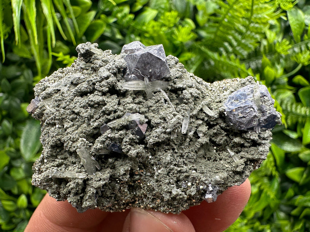 Galena Spinel Law Crystal on Quartz & Chlorite, Borieva Bulgaria