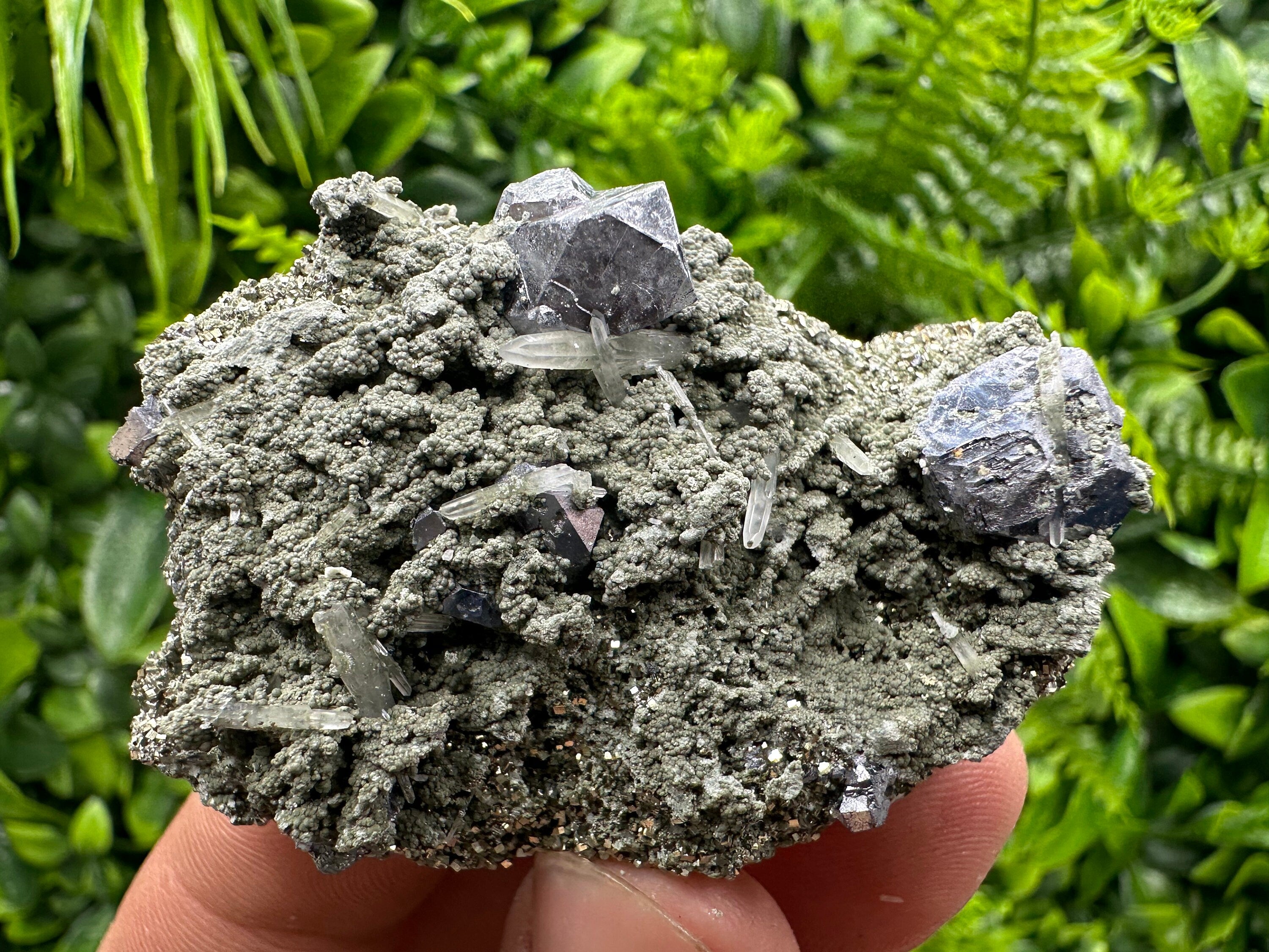 Galena Spinel Law Crystal on Quartz & Chlorite, Borieva Bulgaria