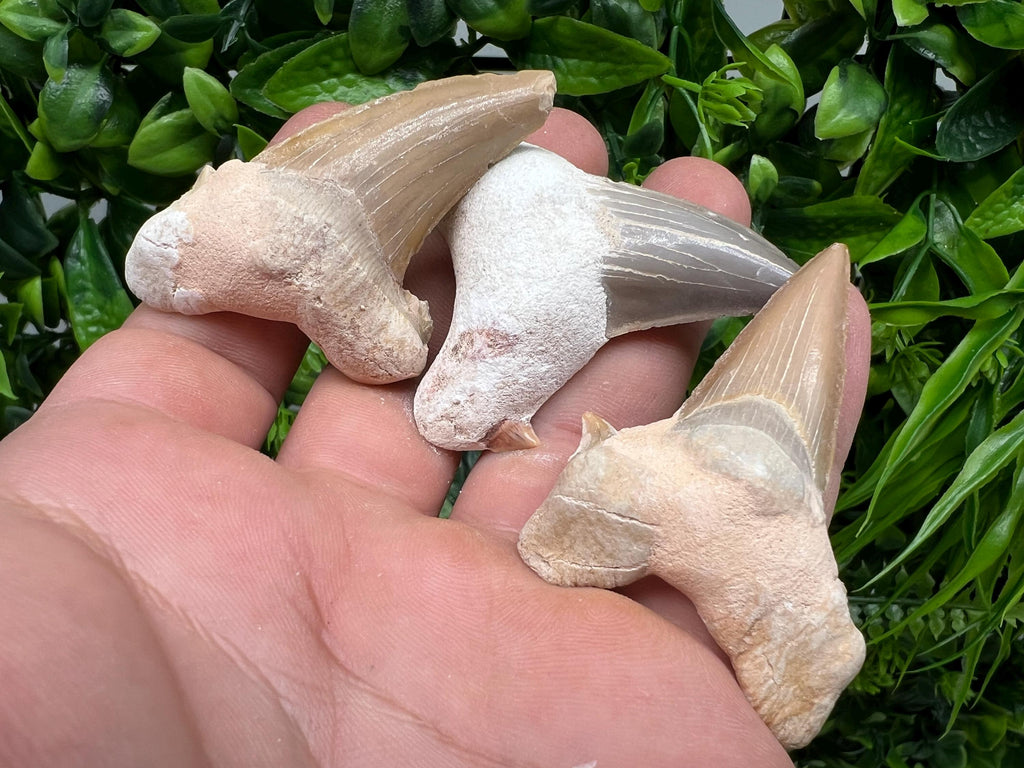 Middle Size Shark Fossil Tooth: Protection & Strength Souvenir