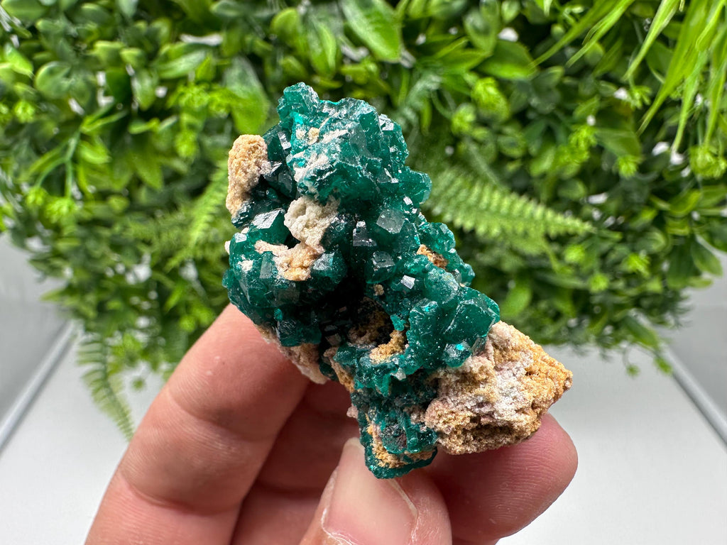 Stunning Green Dioptase from Sanda Hills,Mindouli,Pool Department,Mindouli District,Congo,green Dioptase,Dioptas Crystal,Dioptase collecting