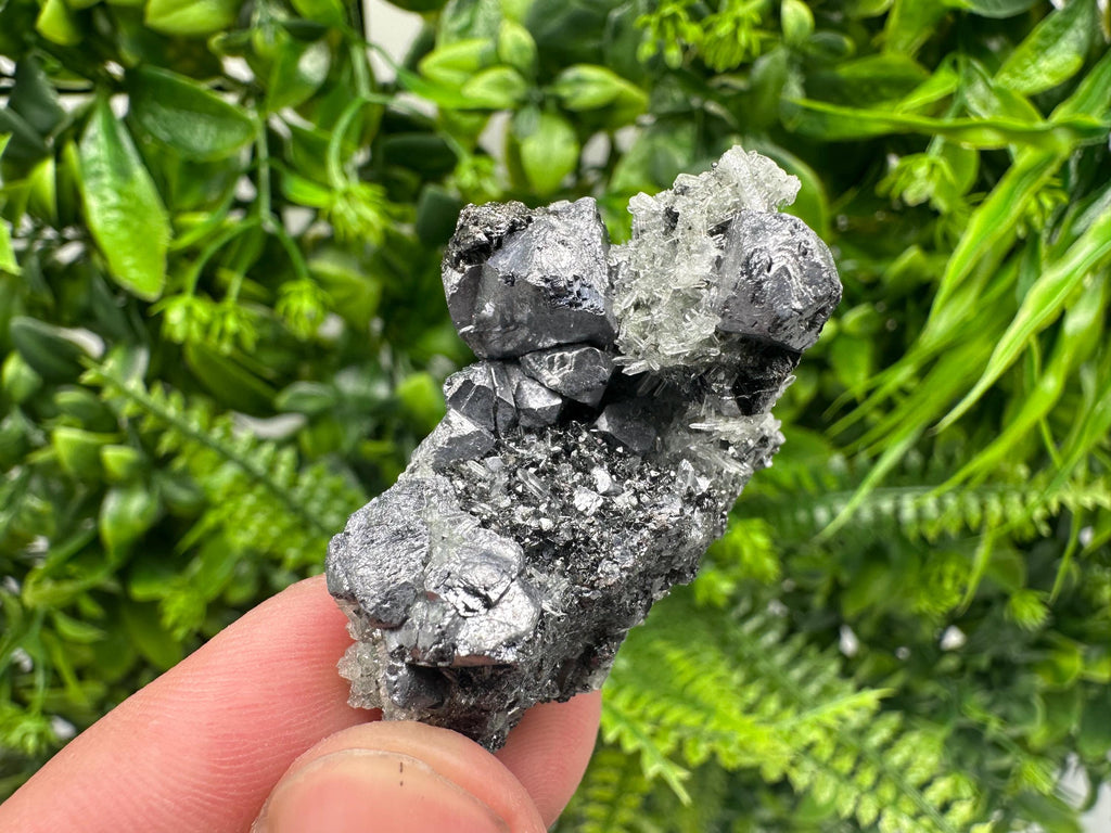 Galena on Pyrite Specimen, Borieva Mine, Madan Bulgaria