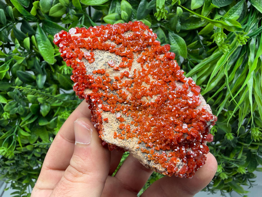 Red Vanadinite on Matrix from Marocco,crystal minerals Speciment cluster Vanadinite crystal Vanadinite Geology Vanadinite cluster minerals