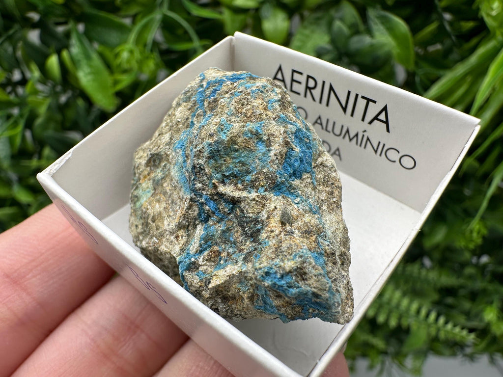 Rare Raw Aerinite Mineral Specimen: Lleida, Spain Crystal