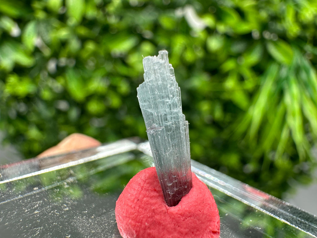 Rare Pink & Green Rubellite Tourmaline Rough Pencil - 15mm