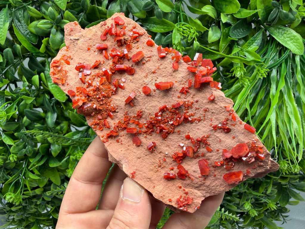 Red Vanadinite on Matrix from Marocco,crystal minerals Speciment cluster Vanadinite crystal Vanadinite Geology Vanadinite cluster minerals