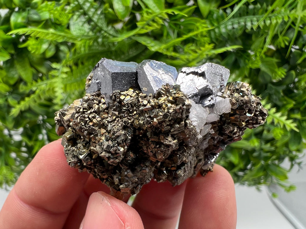 Galena on Pyrite Specimen: Borieva Mine, Bulgaria