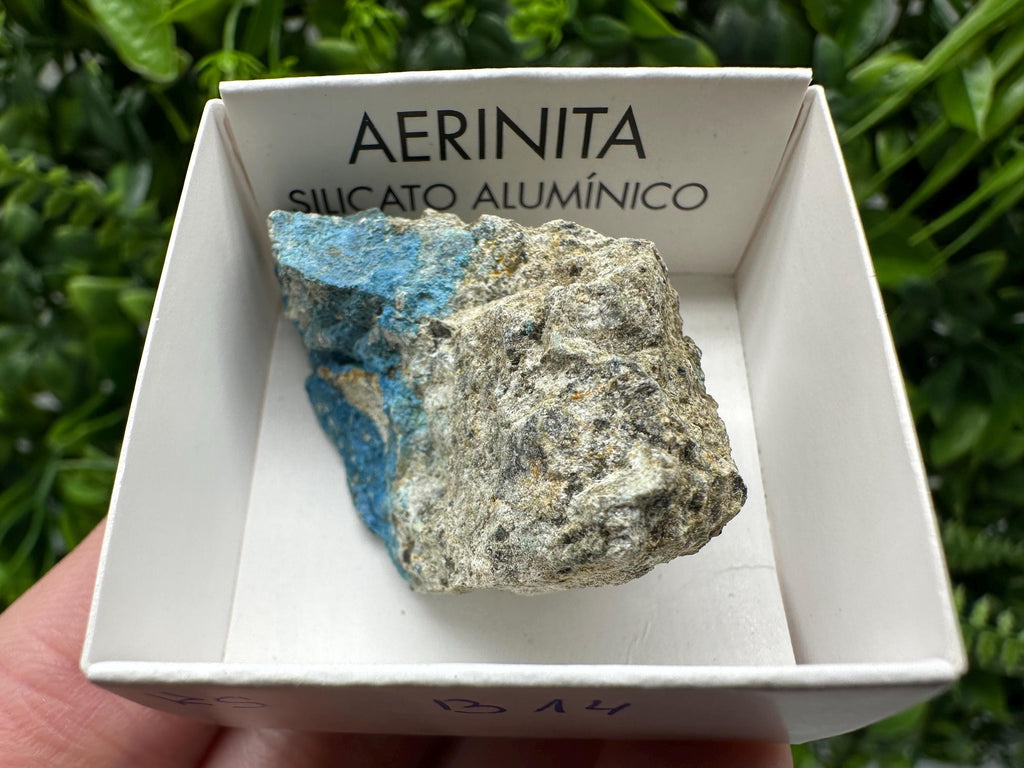 Rare Raw Aerinite Mineral Specimen: Lleida, Spain Crystal