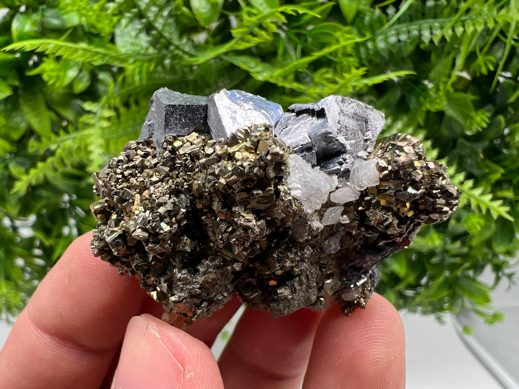 Galena on Pyrite Specimen: Borieva Mine, Bulgaria