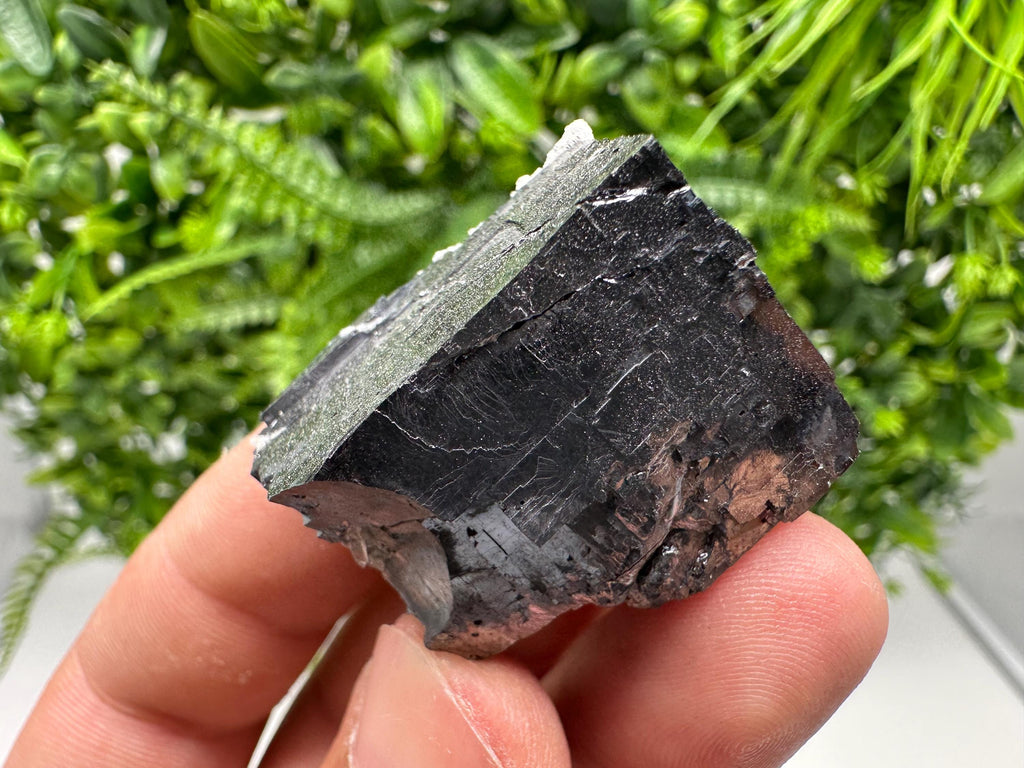 Shiny Galena Cluster, Borieva Mine, Madan Bulgaria