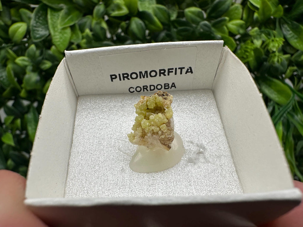 Raw Pyromorphite Crystal Cluster on Matrix, Mini Specimen