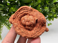 Raw Moroccan Stromatolite Fossil Specimen, Grounding Algae