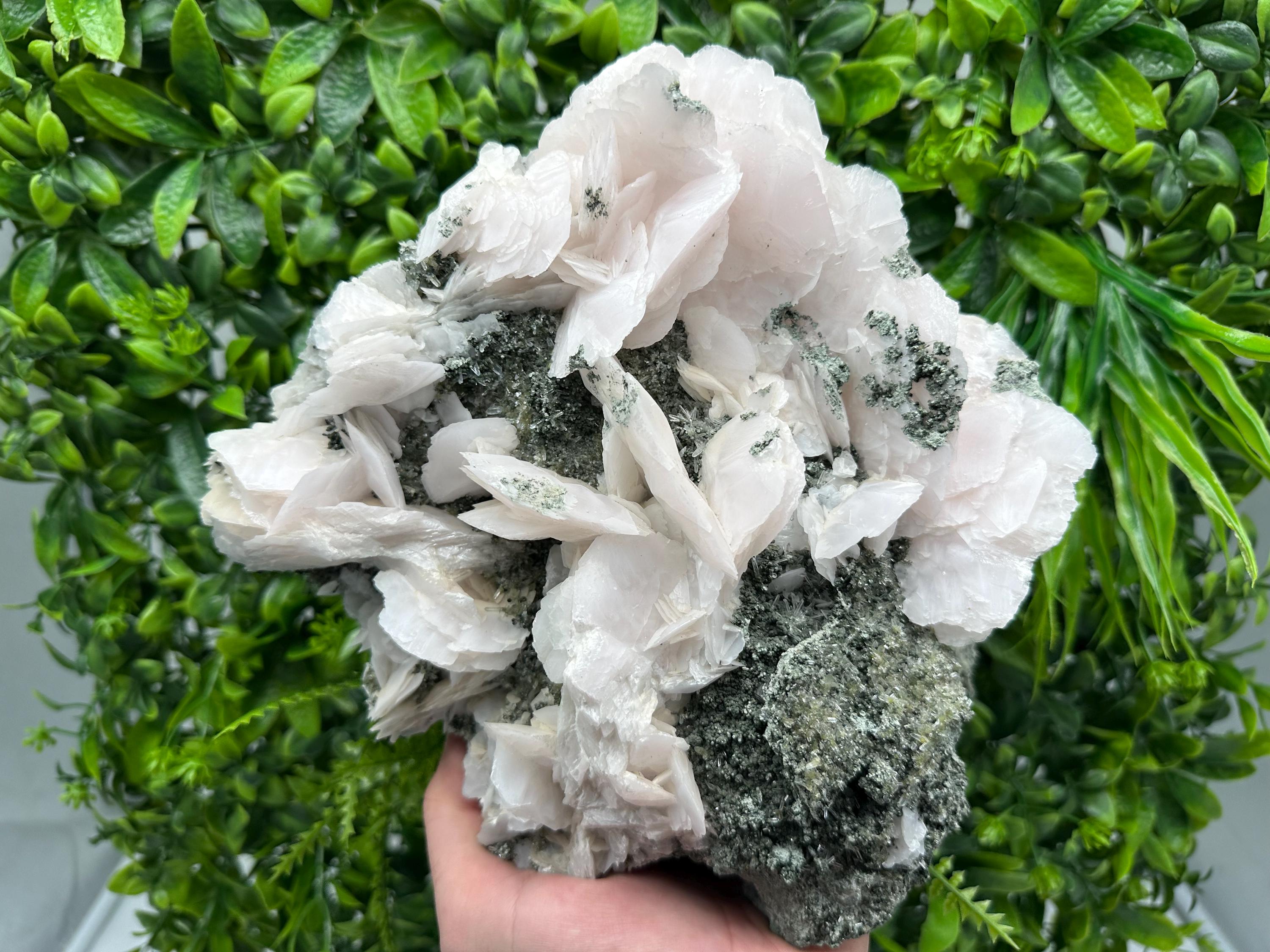 Large Mangano Calcite Wings on Chlorite Matrix, Bulgaria Mineral Specimen