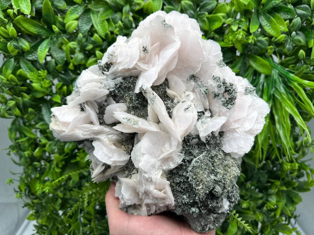 Large Mangano Calcite Wings on Chlorite Matrix, Bulgaria Mineral Specimen