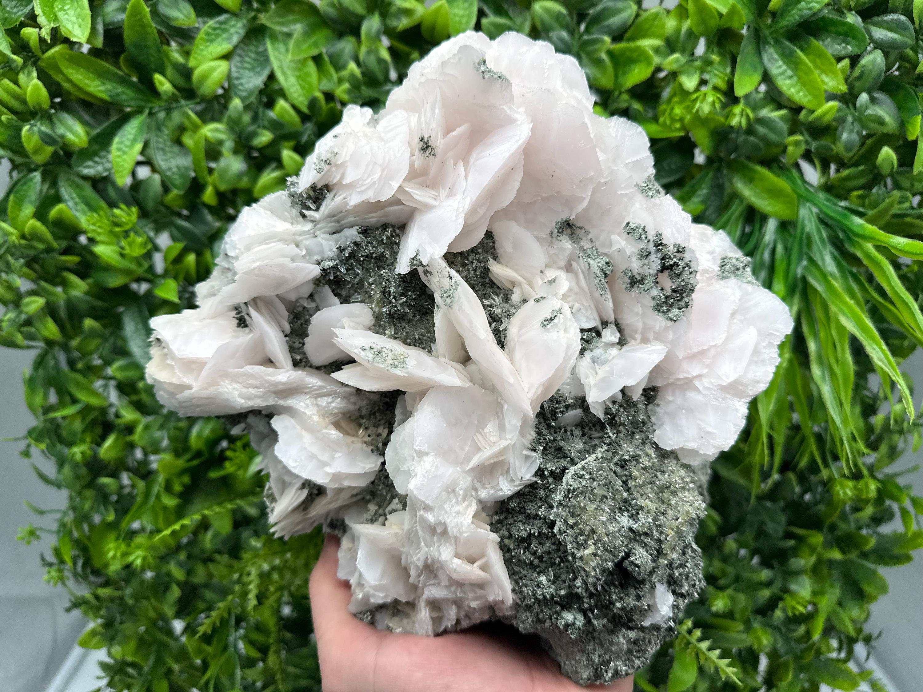 Large Mangano Calcite Wings on Chlorite Matrix, Bulgaria Mineral Specimen