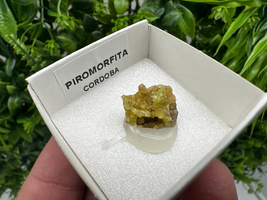 Raw Pyromorphite Crystal Cluster on Matrix, Mini Specimen