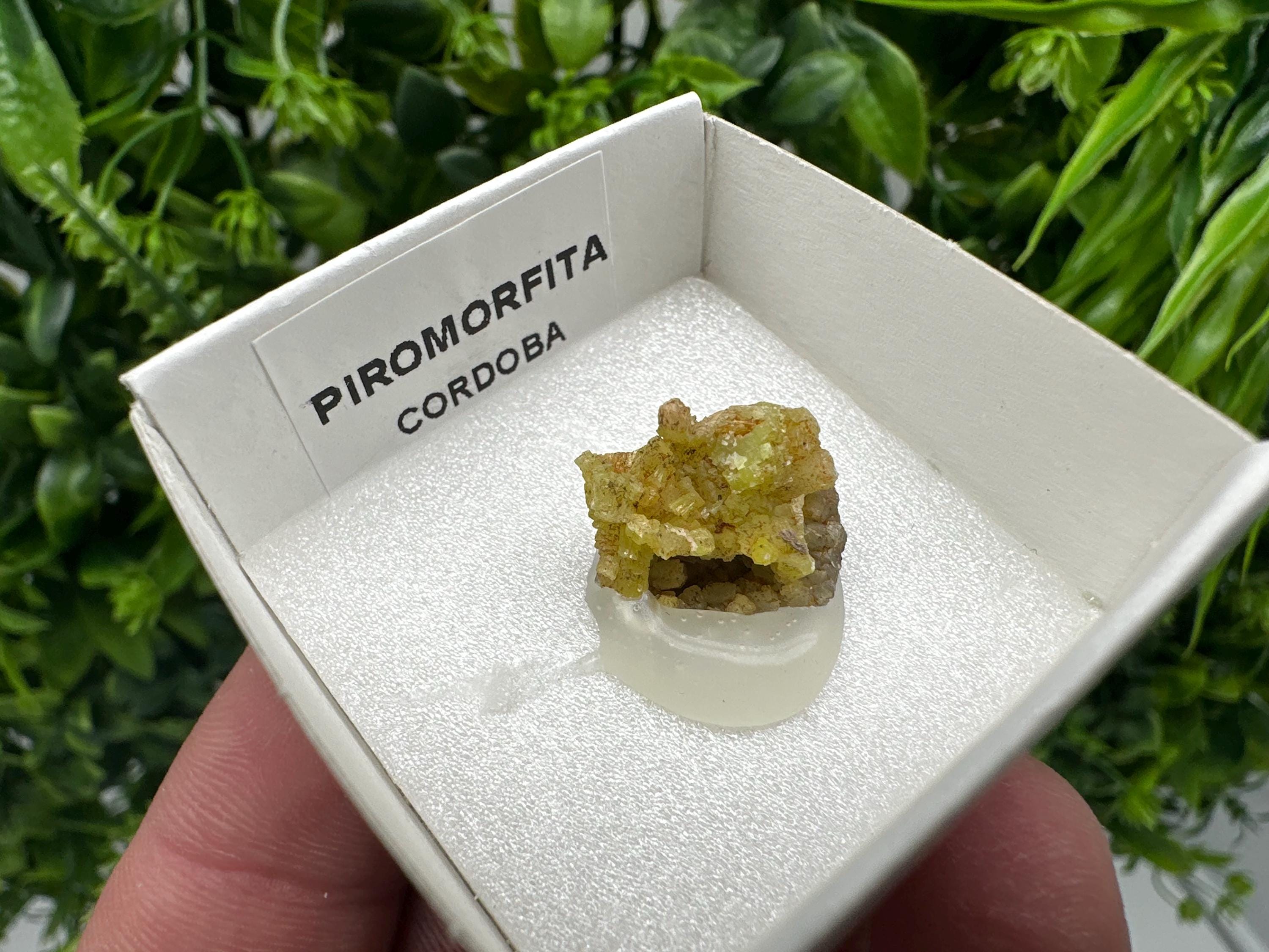 Raw Pyromorphite Crystal Cluster on Matrix, Mini Specimen
