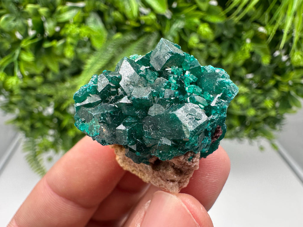 Stunning Green Dioptase from Sanda Hills,Mindouli,Pool Department,Mindouli District,Congo,green Dioptase,Dioptas Crystal,Dioptase collecting